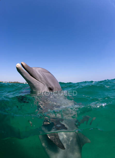 Delfín mular en agua - foto de stock