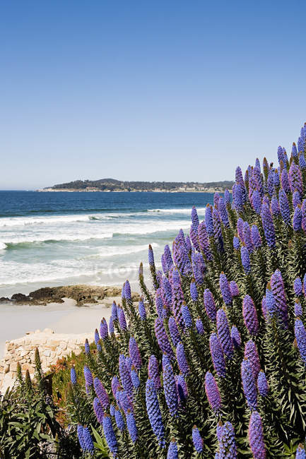 Фіолетові квіти на Монтерей берегової лінії — стокове фото