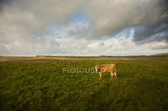 Mucca su campo verde sotto cielo nuvoloso — Foto stock