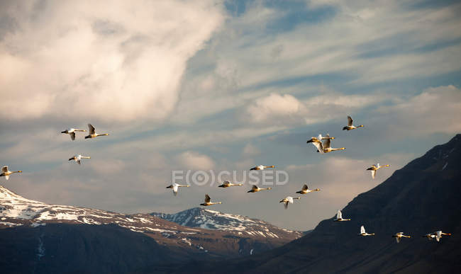 Troupeau d'oiseaux volant au-dessus du paysage montagneux — Photo de stock