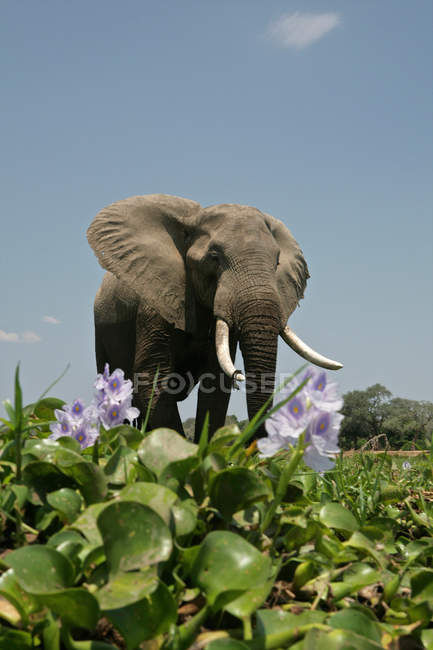 Elefante africano de pie junto al río Hyacinth - foto de stock