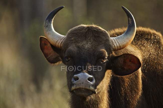 Gaur con corna nel Parco Nazionale di Satpura, Madhya Pradesh, India — Foto stock