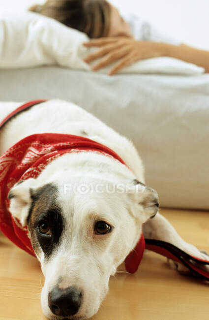 Dog and woman resting at home — Stock Photo