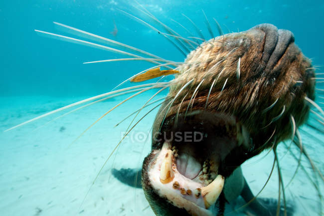 Sea lion mouth — Stock Photo