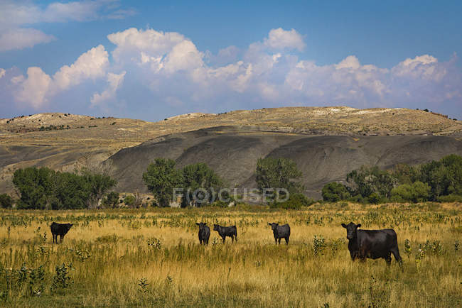 Vista a distanza del bestiame in campo nel Wyoming, Stati Uniti — Foto stock