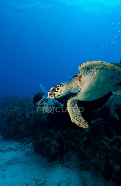 Taucher schwimmt mit Schildkröte — Stockfoto