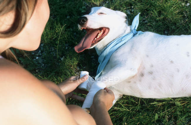Lady propietario vendaje perro pierna - foto de stock