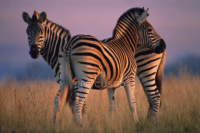 Duas zebras em campo sob a luz do pôr do sol — Fotografia de Stock