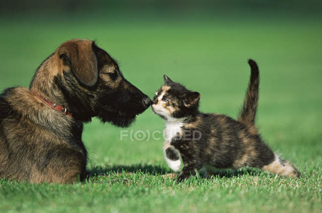 Котенок и щенок на зеленой траве в ярком солнечном свете — стоковое фото