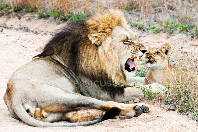 Лев і дитинча на підставі — стокове фото