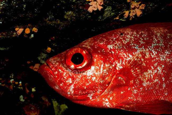 Закри Червона риба в морі — стокове фото