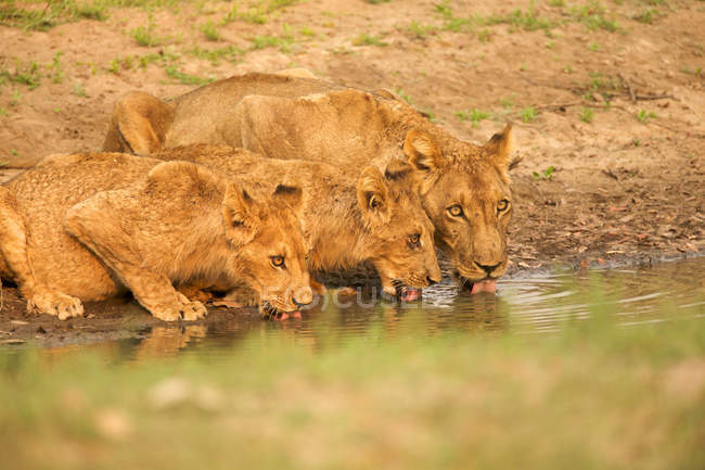 Leões bebendo no buraco de rega — Fotografia de Stock