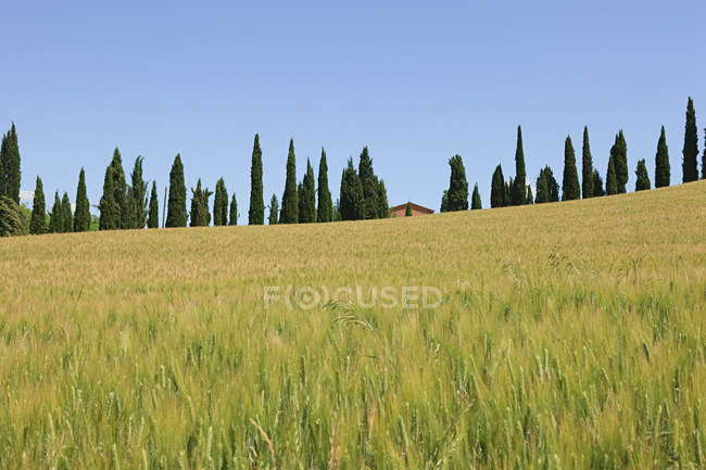 Cipressi e campi di grano — Foto stock