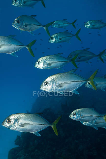 Groupe de poissons scolarisés sous l'eau — Photo de stock