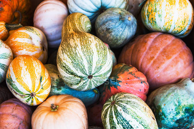 Большое разнообразие разноцветной тыквы, овощей для сквоша на стойле — стоковое фото