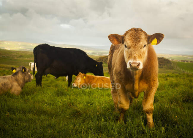 Mucche in campo, Giants Causeway, Bushmills, County Antrim, Irlanda del Nord, vista elevata — Foto stock