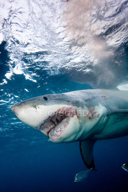 Grande tubarão branco zangado com a boca aberta — Fotografia de Stock