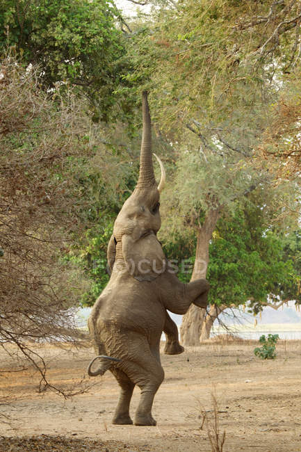 Elefante em pé sobre as pernas traseiras — Fotografia de Stock