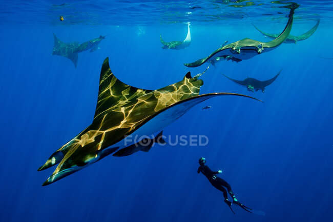 Mergulhador nadando com arraias manta — Fotografia de Stock