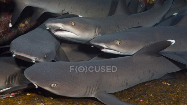Bandada de tiburones nadando bajo el agua cerca de la isla Socorro en el océano Pacífico - foto de stock