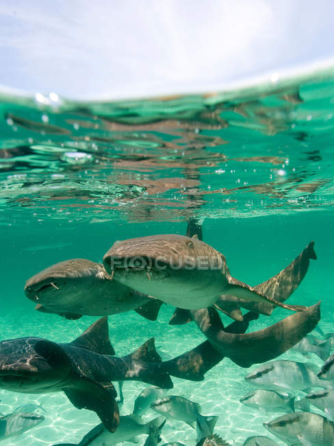 Grupo de tiburones nodriza - foto de stock