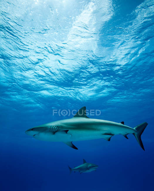 Dois tubarões recifes nadando sob água azul — Fotografia de Stock