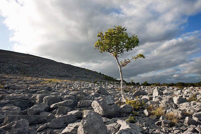 Arbre solitaire sur Burren — Photo de stock
