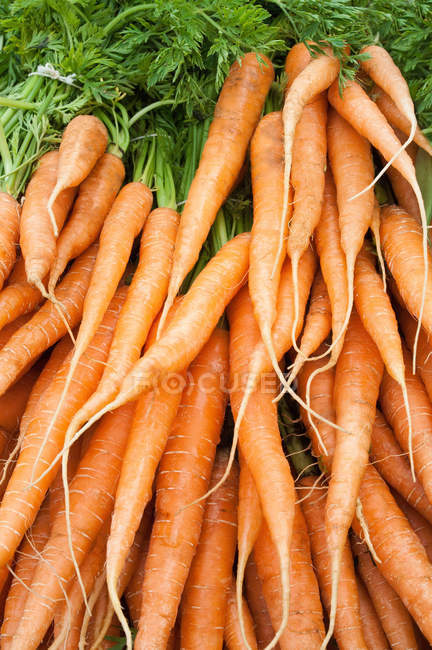 Zanahorias maduras amarillas crudas - foto de stock