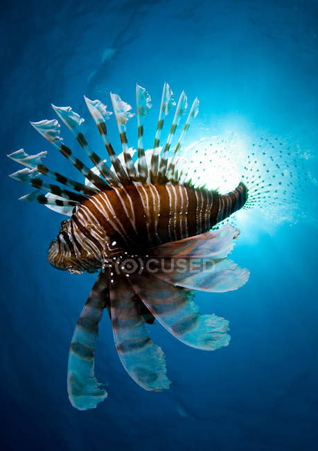 Vista lateral del pez león nadando bajo el agua - foto de stock