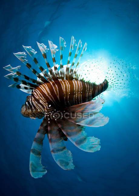 Vista laterale del pesce leone che nuota sott'acqua — Foto stock