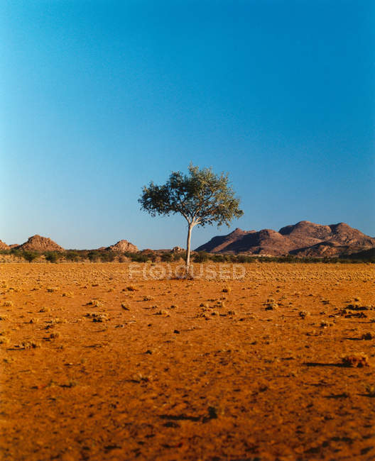 Árbol único en el desierto - foto de stock