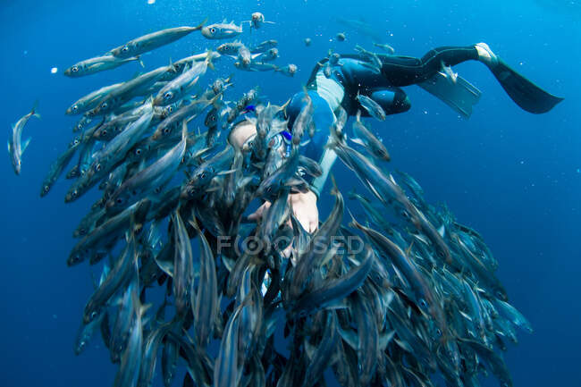 Mergulhador nadando na escola de peixes — Fotografia de Stock