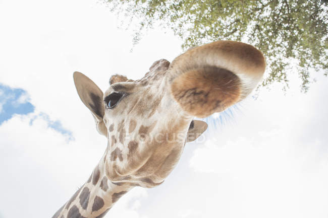 Вид з низьким кутом зору жирафа з хмарним небом на фоні — стокове фото