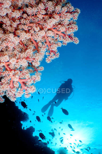 Mergulhador e coral macio — Fotografia de Stock