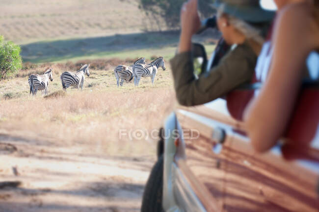 Women looking at zebras from vehicle, Stellenbosch, Afrique du Sud — Photo de stock
