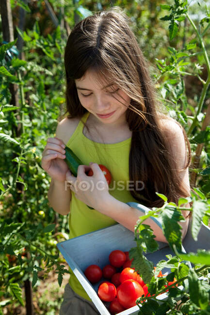 Girl holding basket of tomatoes — Stock Photo