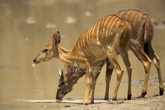 Weibliche und junge männliche Nyalas trinken am Fluss, Mana Pools Nationalpark, Zimbabwe — Stockfoto