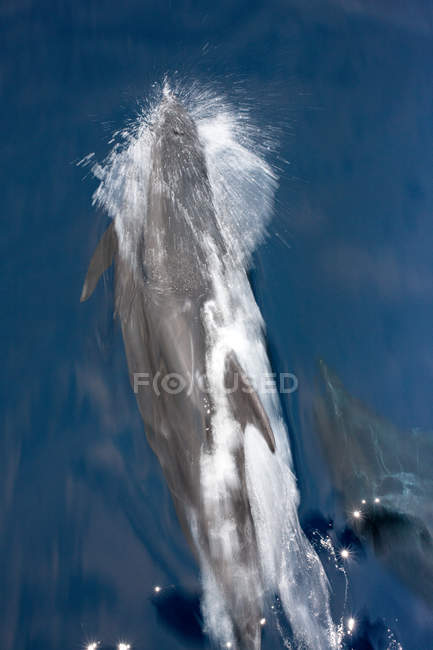 Atlantic spotted dolphin surfacing over ocean waves — Stock Photo
