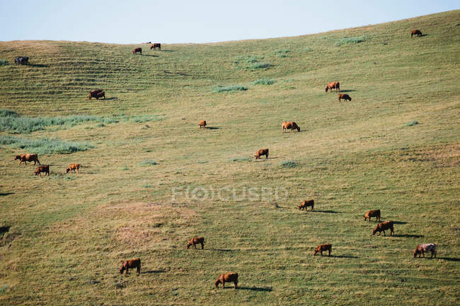 Vacas que se alimentam de pastagens — Fotografia de Stock