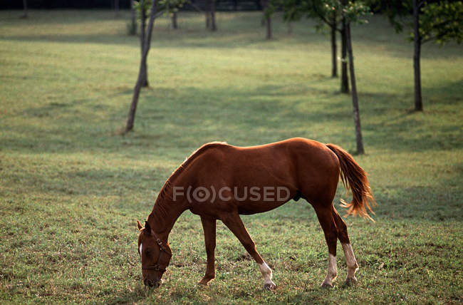 Коня пасує на зеленому полі на сонячному світлі — стокове фото
