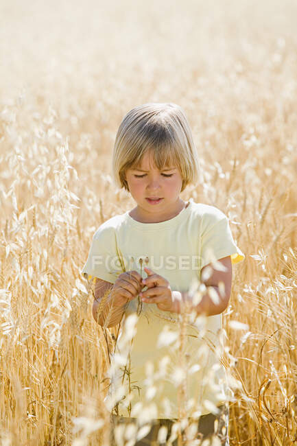 Niño en un campo de trigo - foto de stock