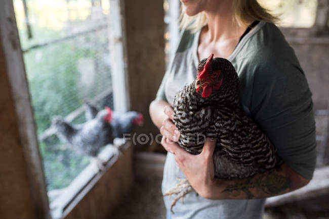 Cropped image of Woman holding chicken in chicken coop — Stock Photo