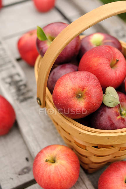 Primer plano de las manzanas rojas frescas recogidas en una canasta - foto de stock