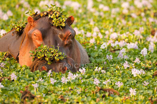Hippo covered in plants in waterhole, Mana Pools National Park Zimbabwe, Africa — Stock Photo