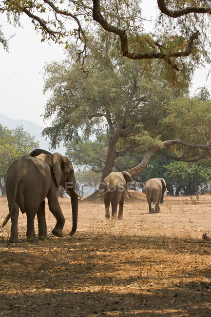Afrikanische Elefanten laufen durch die Landschaft — Stockfoto