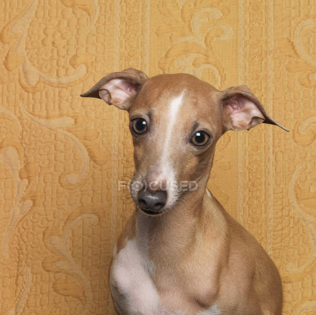 Ritratto di cane che guarda la macchina fotografica, primo piano — Foto stock