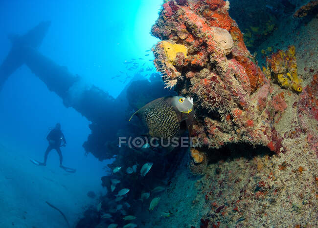 Scuba diver on shipwreck. — Stock Photo