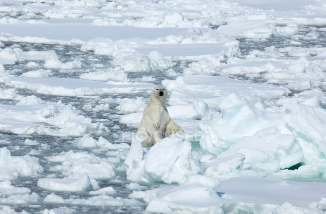 Белый медведь стоит на льду — стоковое фото