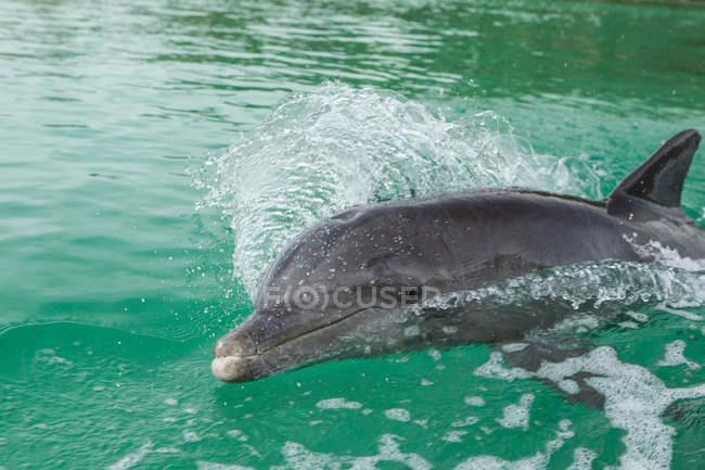 Delfín nadando en el agua verde del océano - foto de stock