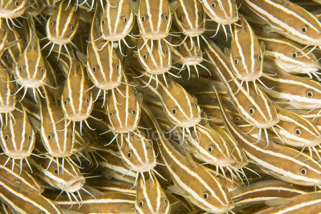 Striped catfishes with mustache underwater — Stock Photo